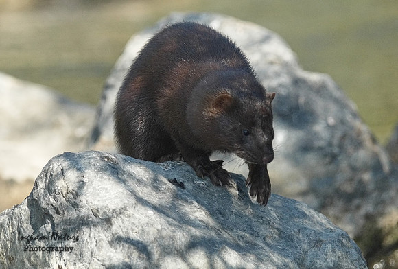 Mink (North American)