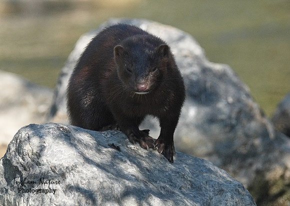 Mink (North American)