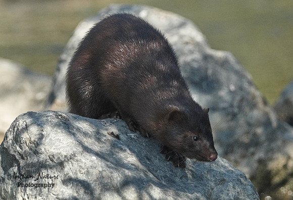 Mink (North American)