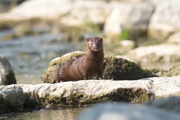 Mink (North American)