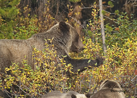 Grizzly Bear - Adult