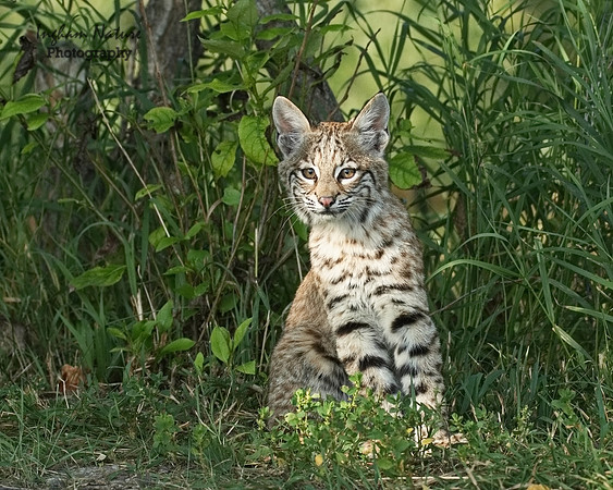 Bobcat (Lynx rufus) - Juvenile