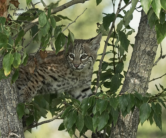Bobcat (Lynx rufus) - Juvenile