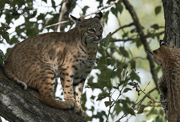 Bobcat (Lynx rufus) - Adult & Juvenile