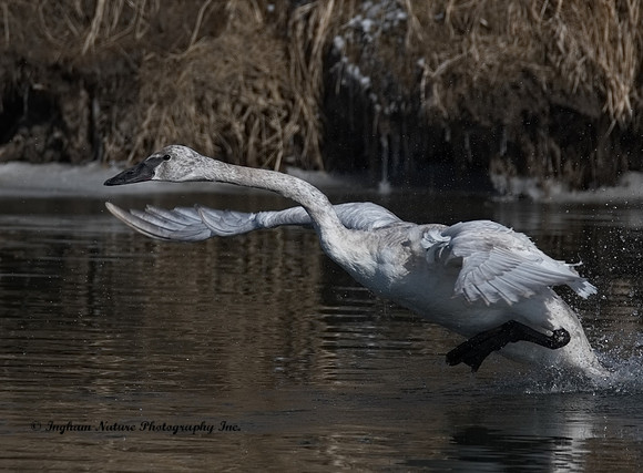 Swan - Trumpeter