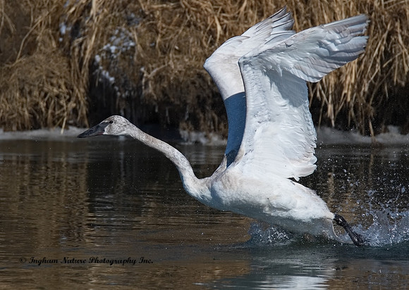 Swan - Trumpeter