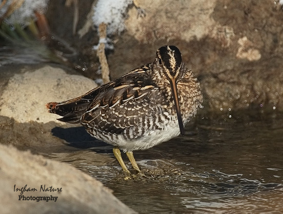 Snipe - Common