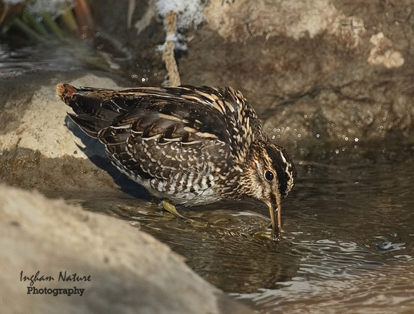 Snipe - Common