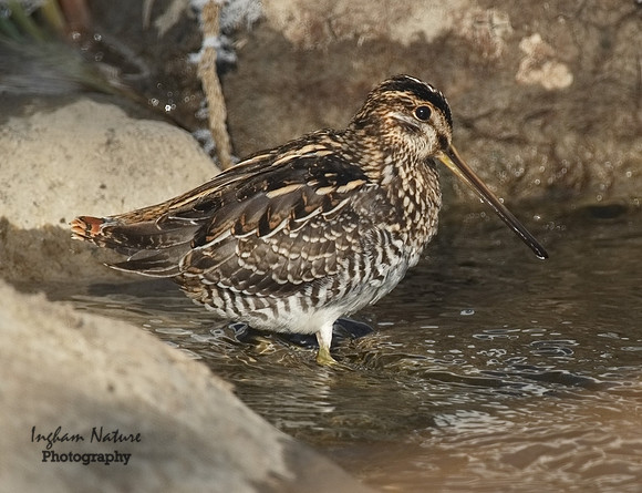 Snipe - Common