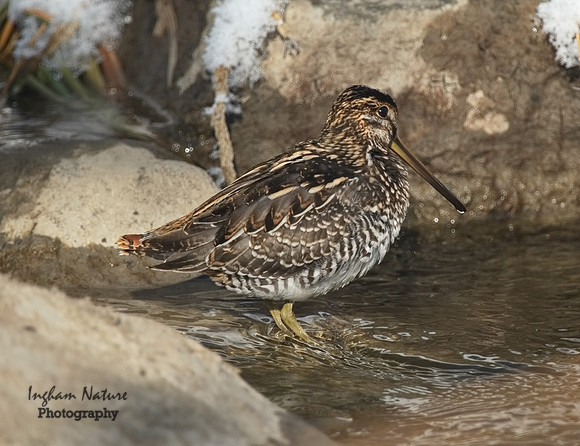 Snipe - Common