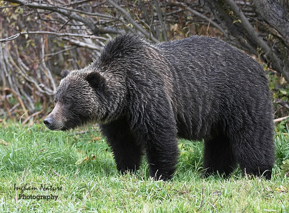 Grizzly Bear - Adult