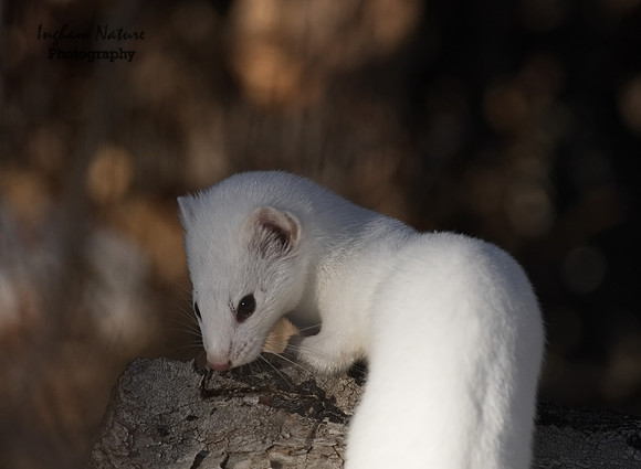 Weasel - Long Tailed