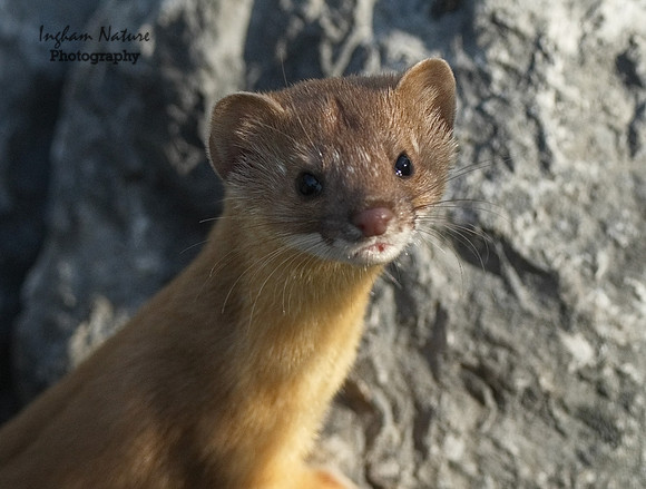 Weasel - Long Tailed
