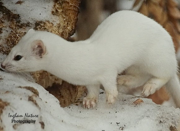 Weasel - Long Tailed