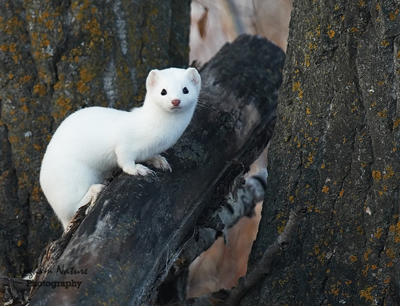 Weasel - Long Tailed