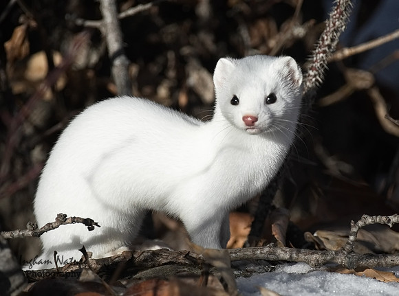 Weasel - Long Tailed