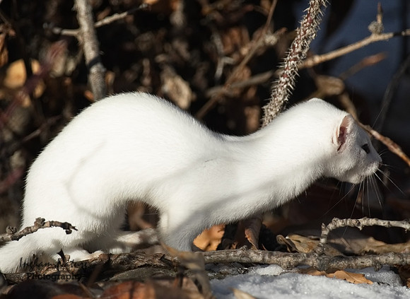 Weasel - Long Tailed