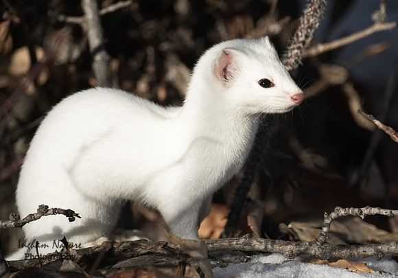 Weasel - Long Tailed