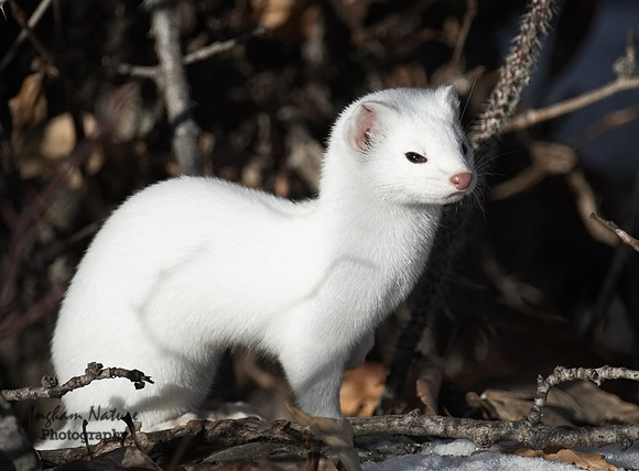 Weasel - Long Tailed