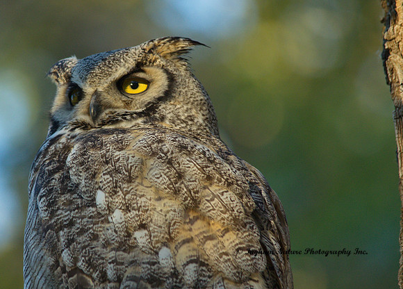 Great Horned Owl