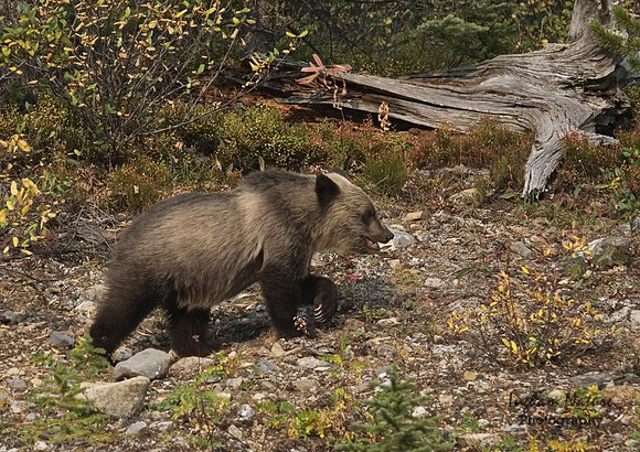 Grizzly Bear - Juvenile