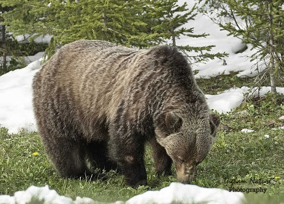 Grizzly Bear - Adult