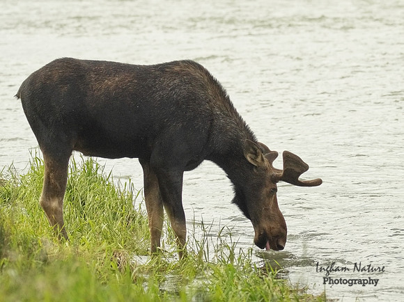 Moose - Male