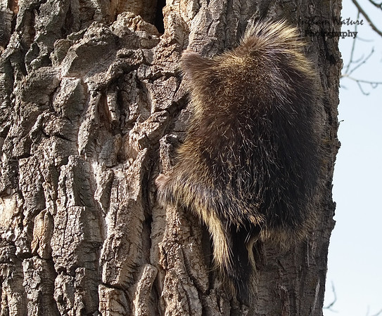 Porcupine - North American