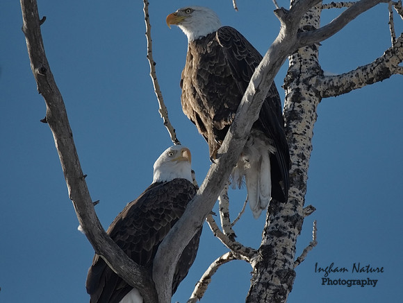 Bald Eagle (American) - Adults