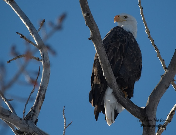Bald Eagle (American) - Adult