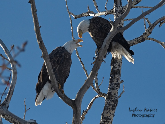 Bald Eagle (American) - Adults