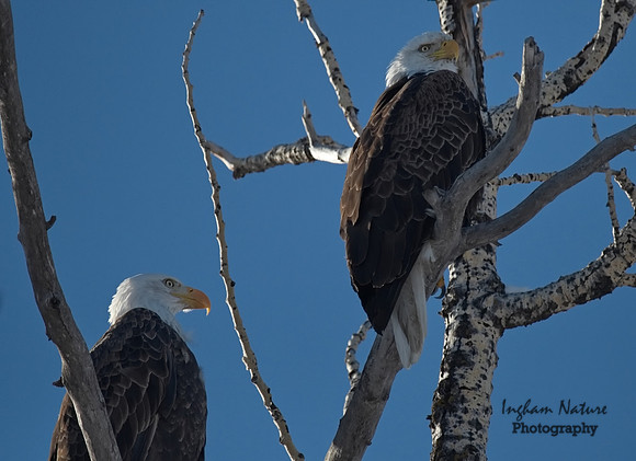 Bald Eagle (American) - Adults