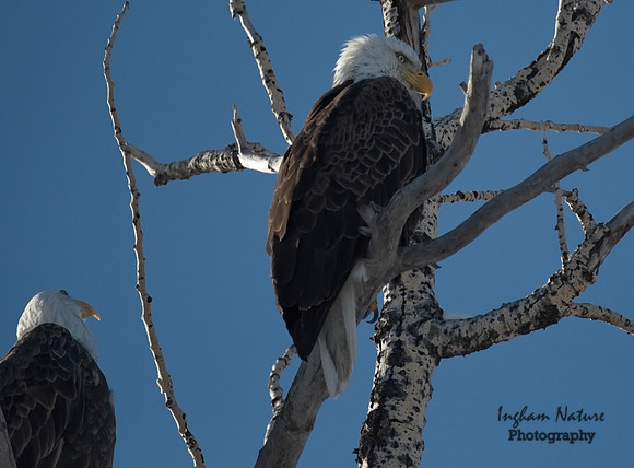 Bald Eagle (American) - Adults