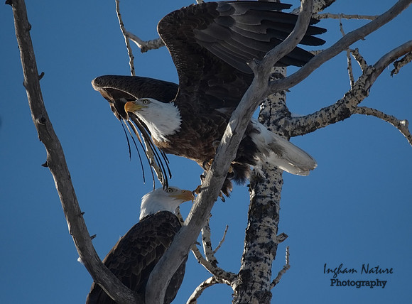 Bald Eagle (American) - Adults