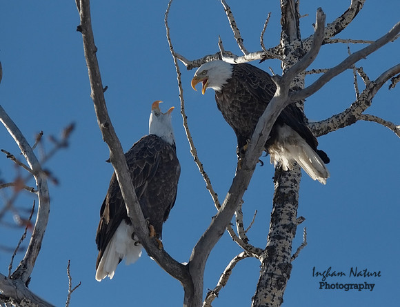 Bald Eagle (American) - Adults