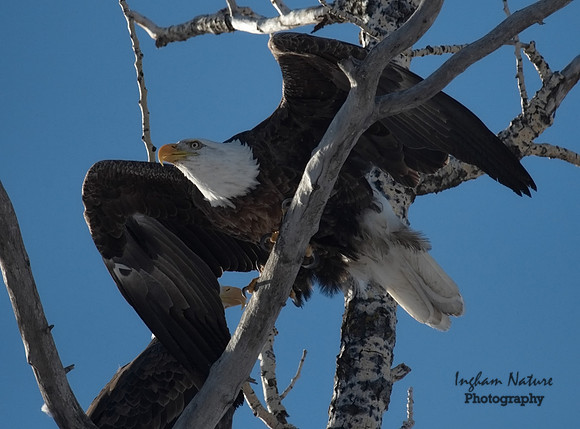 Bald Eagle (American) - Adults