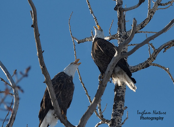 Bald Eagle (American) - Adults