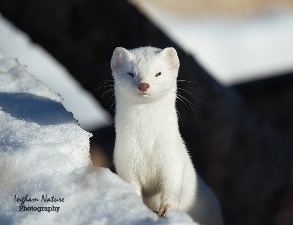 Weasel - Long Tailed