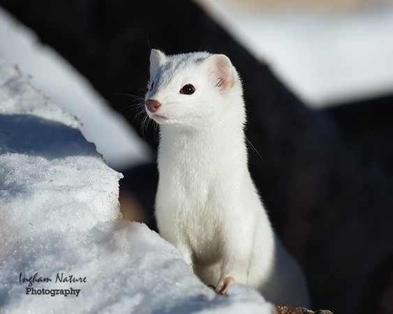 Weasel - Long Tailed