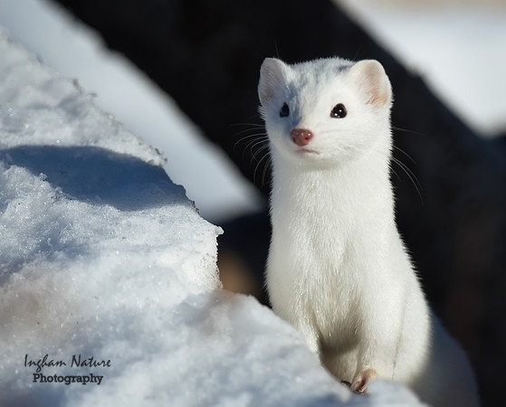 Weasel - Long Tailed