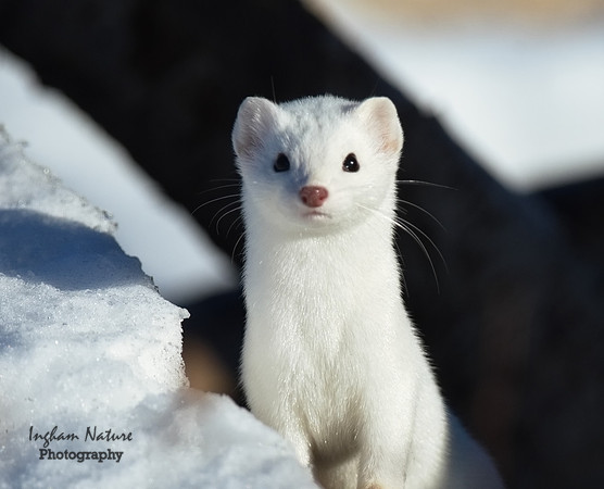 Weasel - Long Tailed
