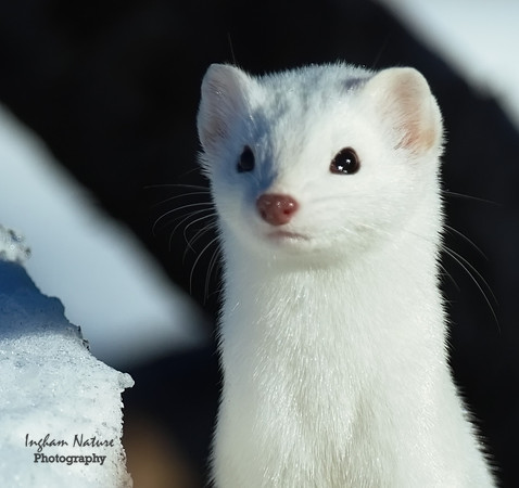 Weasel - Long Tailed