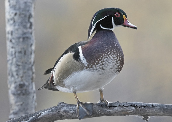 Wood Duck - Male