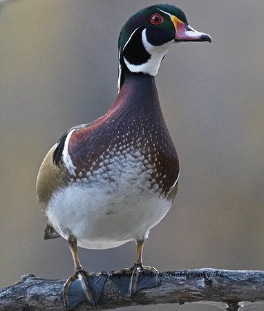 Wood Duck - Male