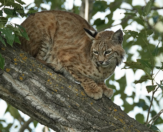 Bobcat (Lynx rufus) - Adult