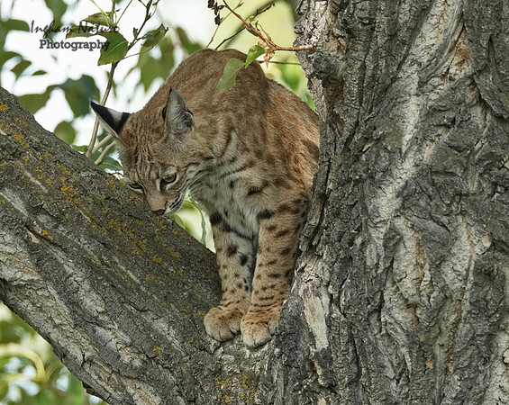 Bobcat (Lynx rufus) - Adult