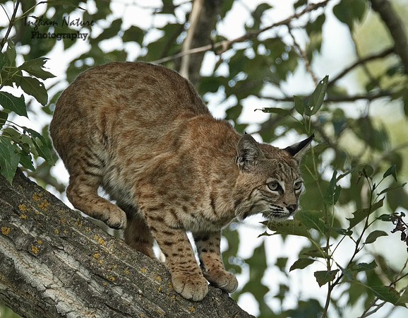 Bobcat (Lynx rufus) - Adult