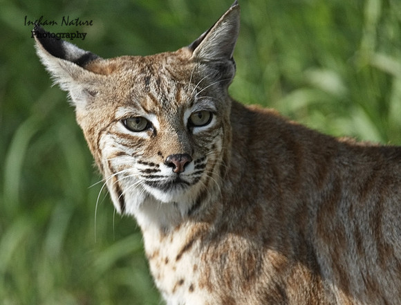 Bobcat (Lynx rufus) - Adult