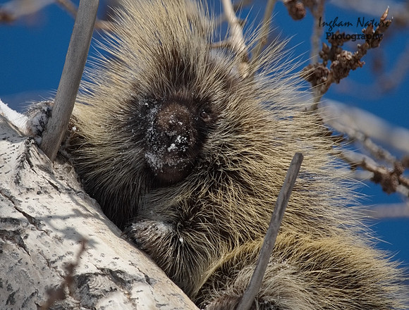 Porcupine - North American