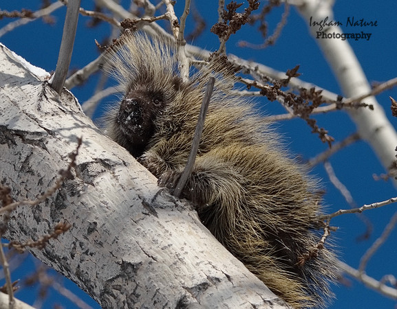 Porcupine - North American
